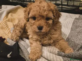 Cockapoo dogs Cockerpoo - Advert 1