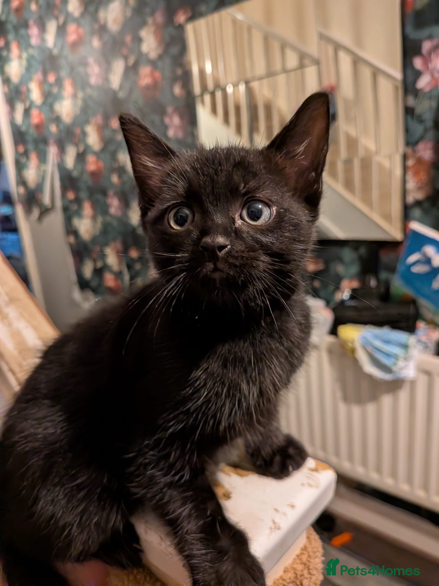 Mixed Breed cats Gorgeous 1/4 ragdoll ONLY BLACK FEMALE LEFT - Advert 1