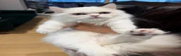 Munchkin cats for sale: Munchkin super short leg kitten - Advert 3