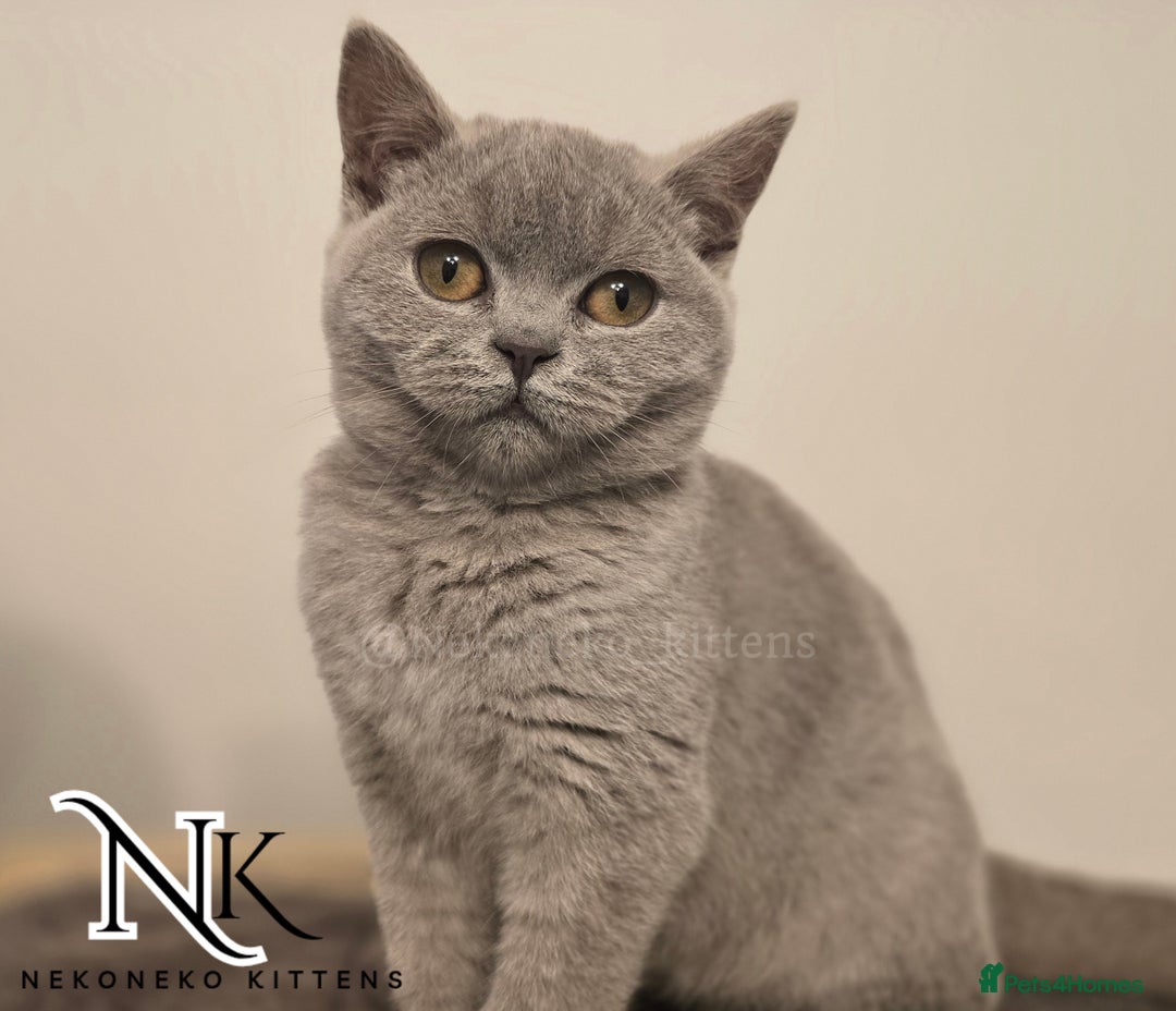 British Shorthair cats for sale: GORGEOUS GCCF REG TEDDYS 🐻🧸 READY TO LEAVE ❗️❗️ - Image 13