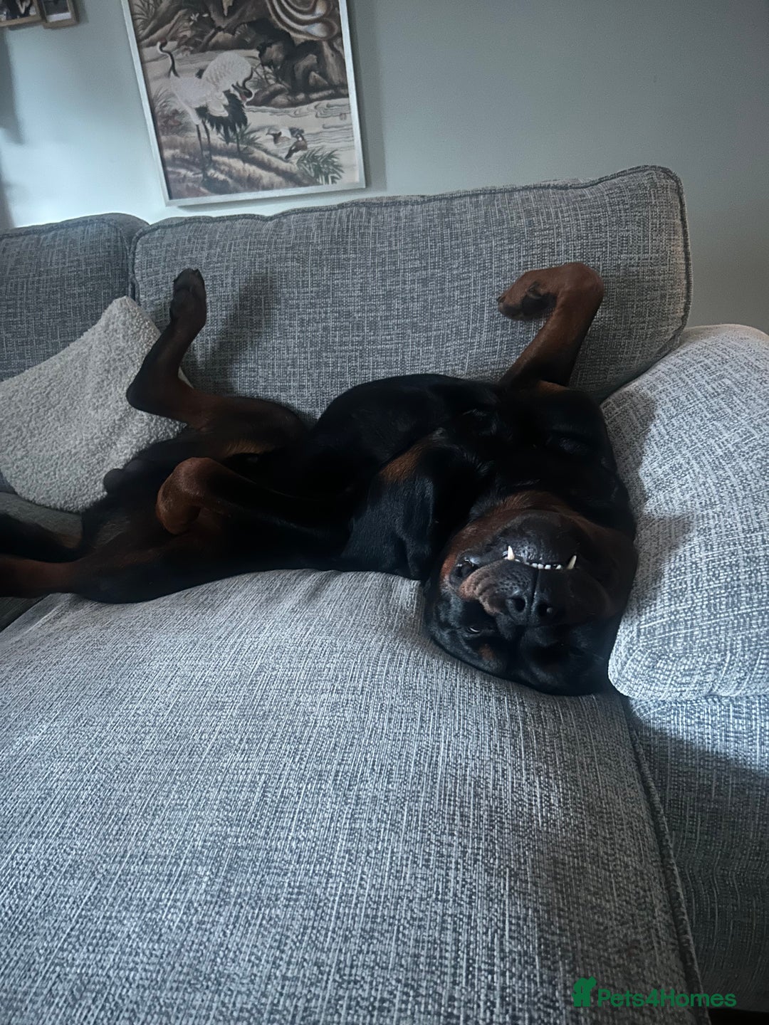 Rottweiler dogs for stud: Pablo in Birmingham - Advert 6