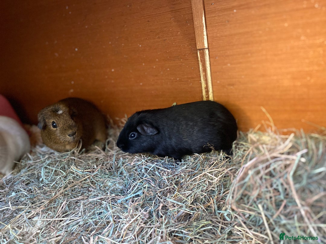 Guinea Pig rodents for sale: Handsome Baby boy Guineapigs available  - Advert 9