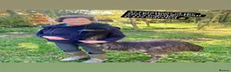 Emus poultry for sale: Wanted Good home for two Emus  in Welshpool - Advert 5