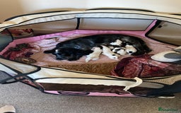 Sprocker dogs for sale: Norwich  - Image 25