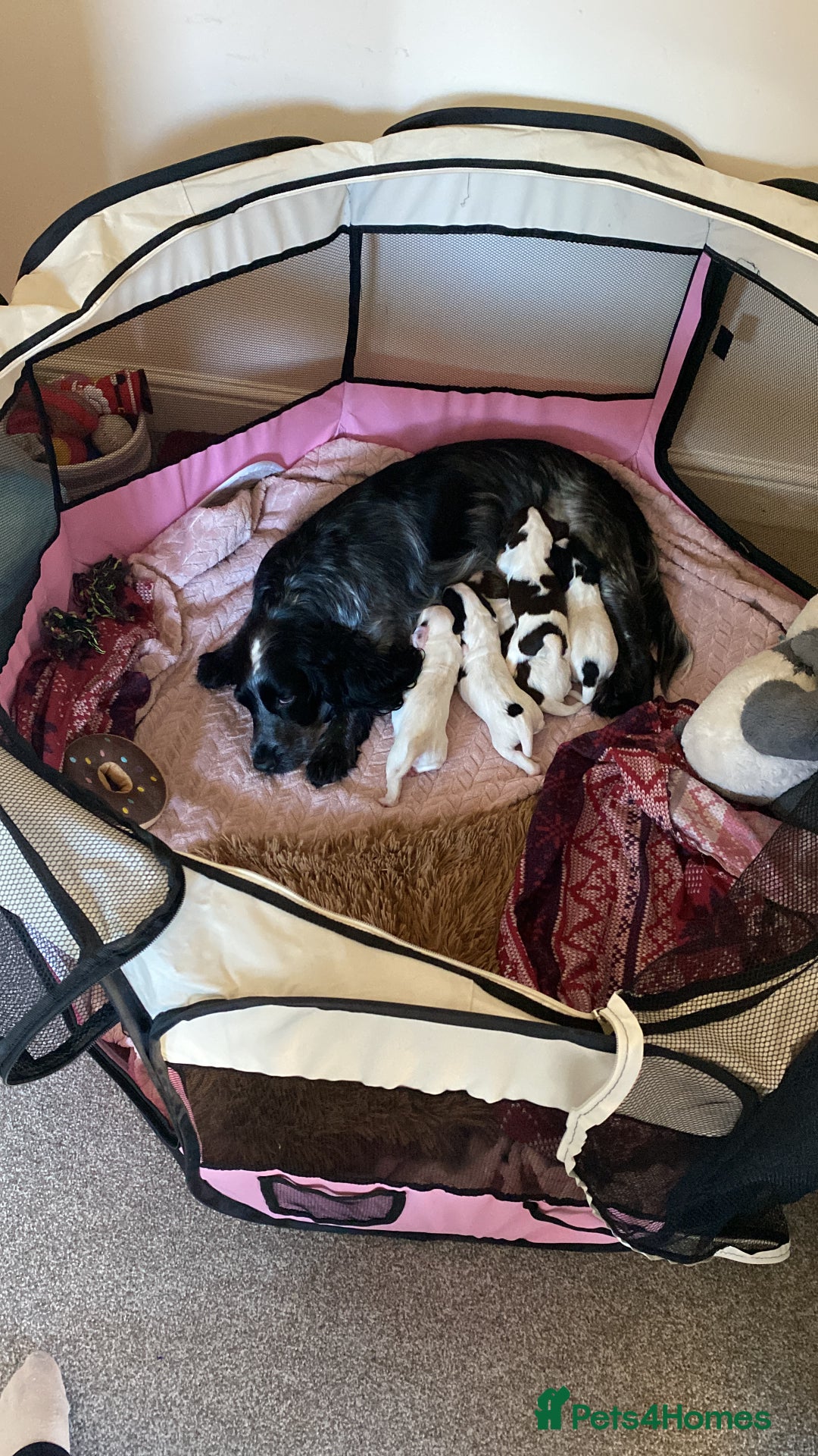 Sprocker dogs for sale: Norwich  - Image 25