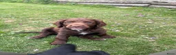Cocker Spaniel dogs for sale: Cute cocker spaniel babies  in Newport - Advert 8