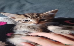 Mixed Breed cats for sale: 5 super cute mixed kittens - Image 3