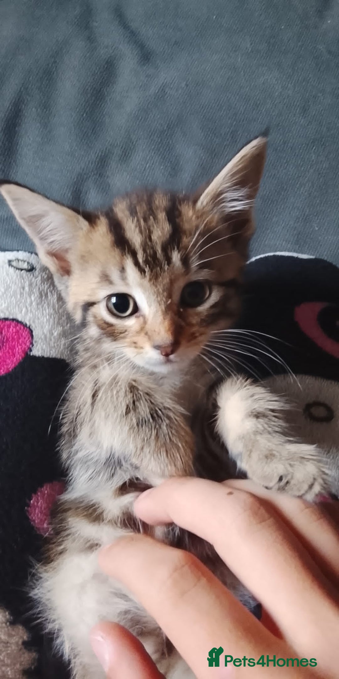 Mixed Breed cats for sale: 5 super cute mixed kittens - Image 3