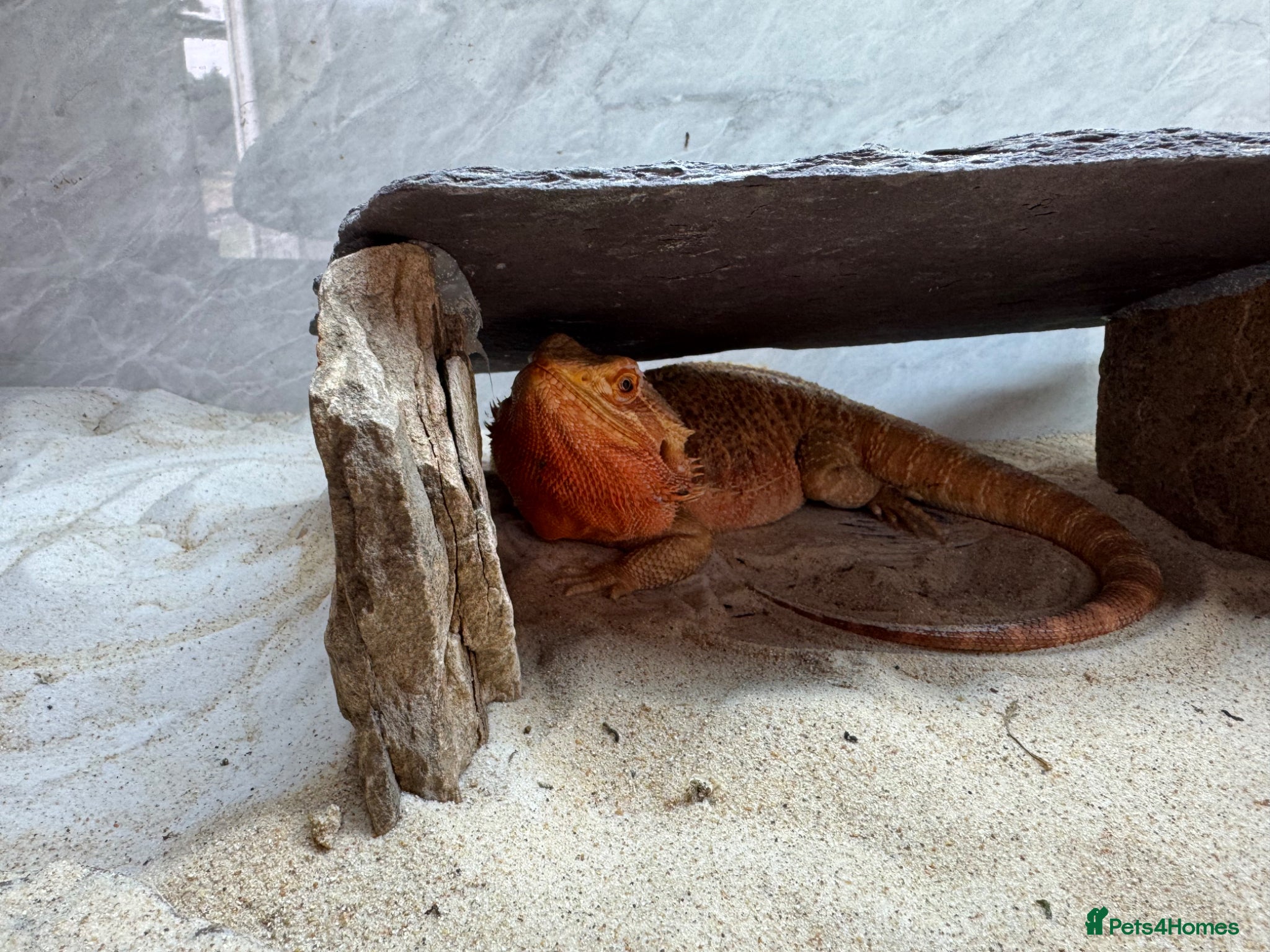 Bearded Dragon reptiles Bearded dragons - Advert 1