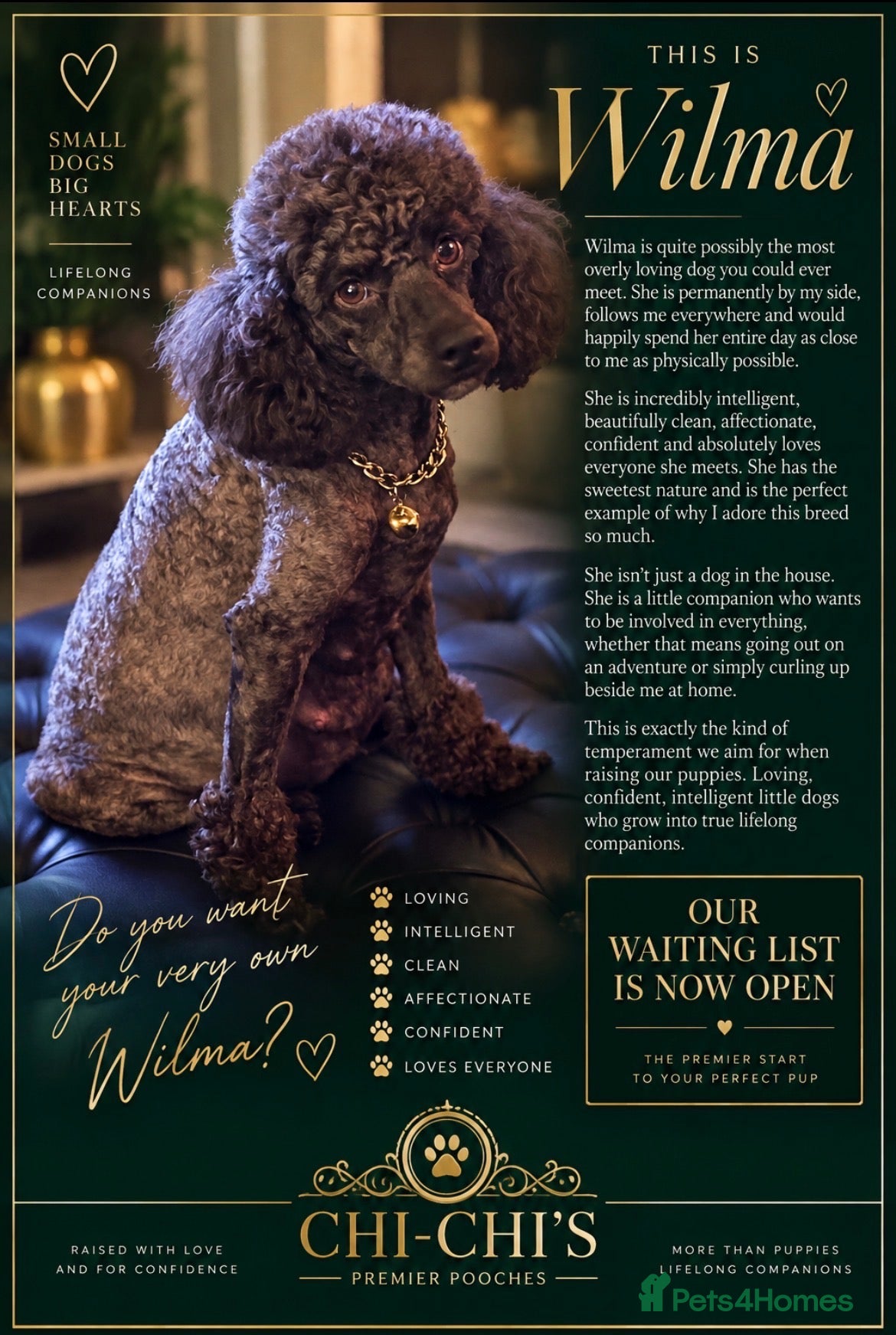 Miniature Poodle dogs WAITING LIST Miniature poodle waiting list - Advert 1