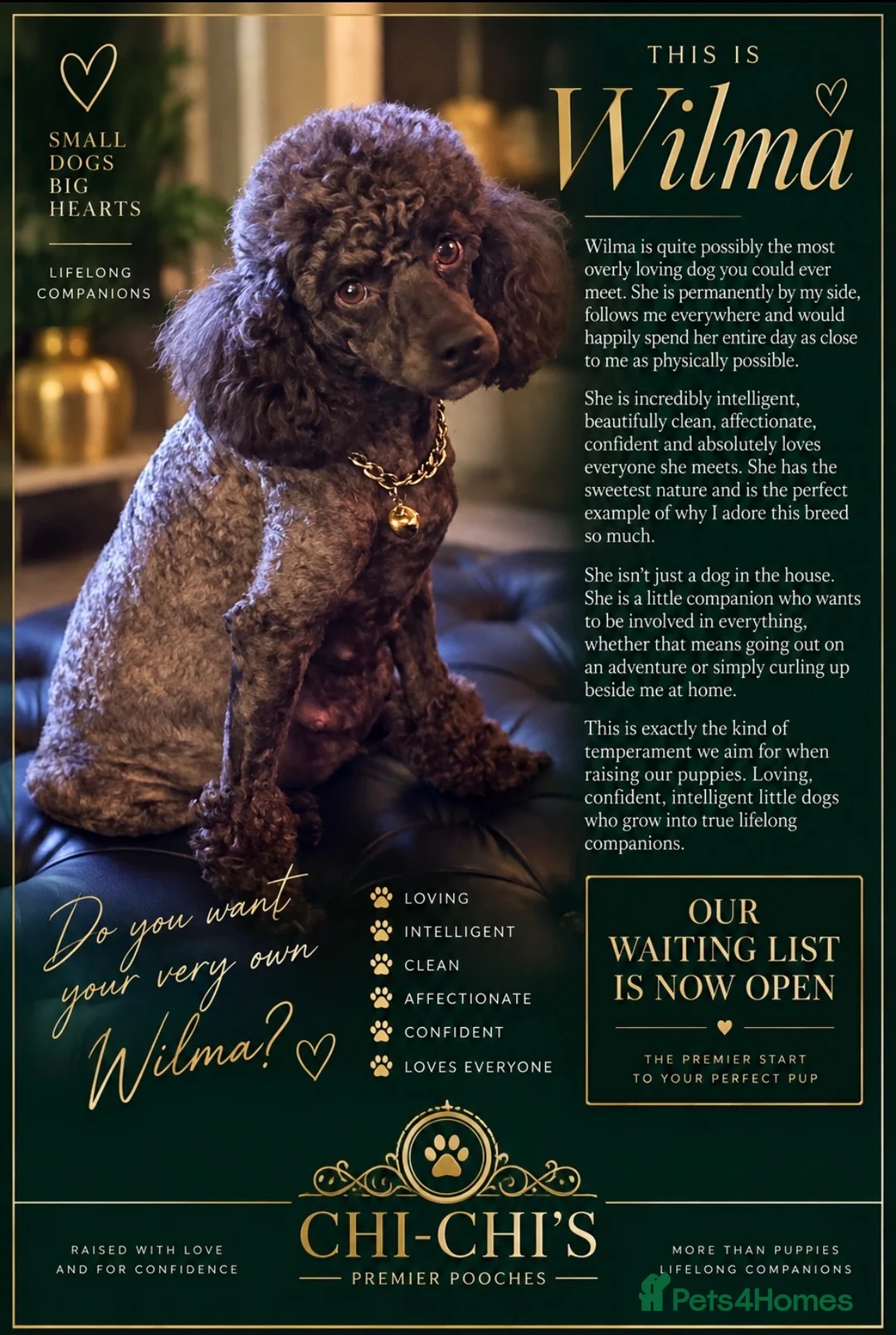 Miniature Poodle dogs for sale: WAITING LIST Miniature poodle waiting list - Advert 2