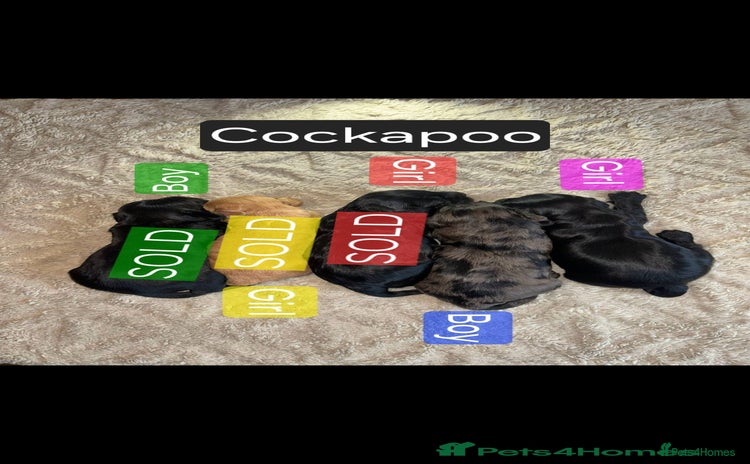 Cockapoo dogs Cockapoo puppies 🐶 only 2 left! - Advert 9