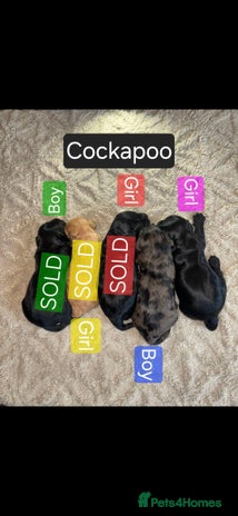 Cockapoo dogs Cockapoo puppies 🐶 only 2 left! - Advert 9
