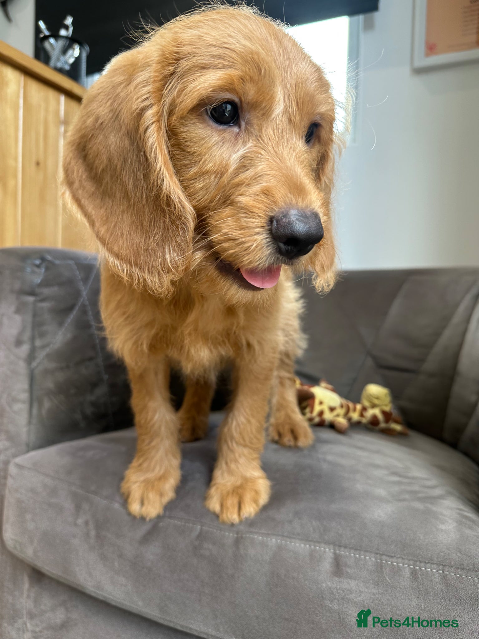 Labradoodle dogs Fully Health Tested F1 Miniature Labradoodle Pups - Advert 2