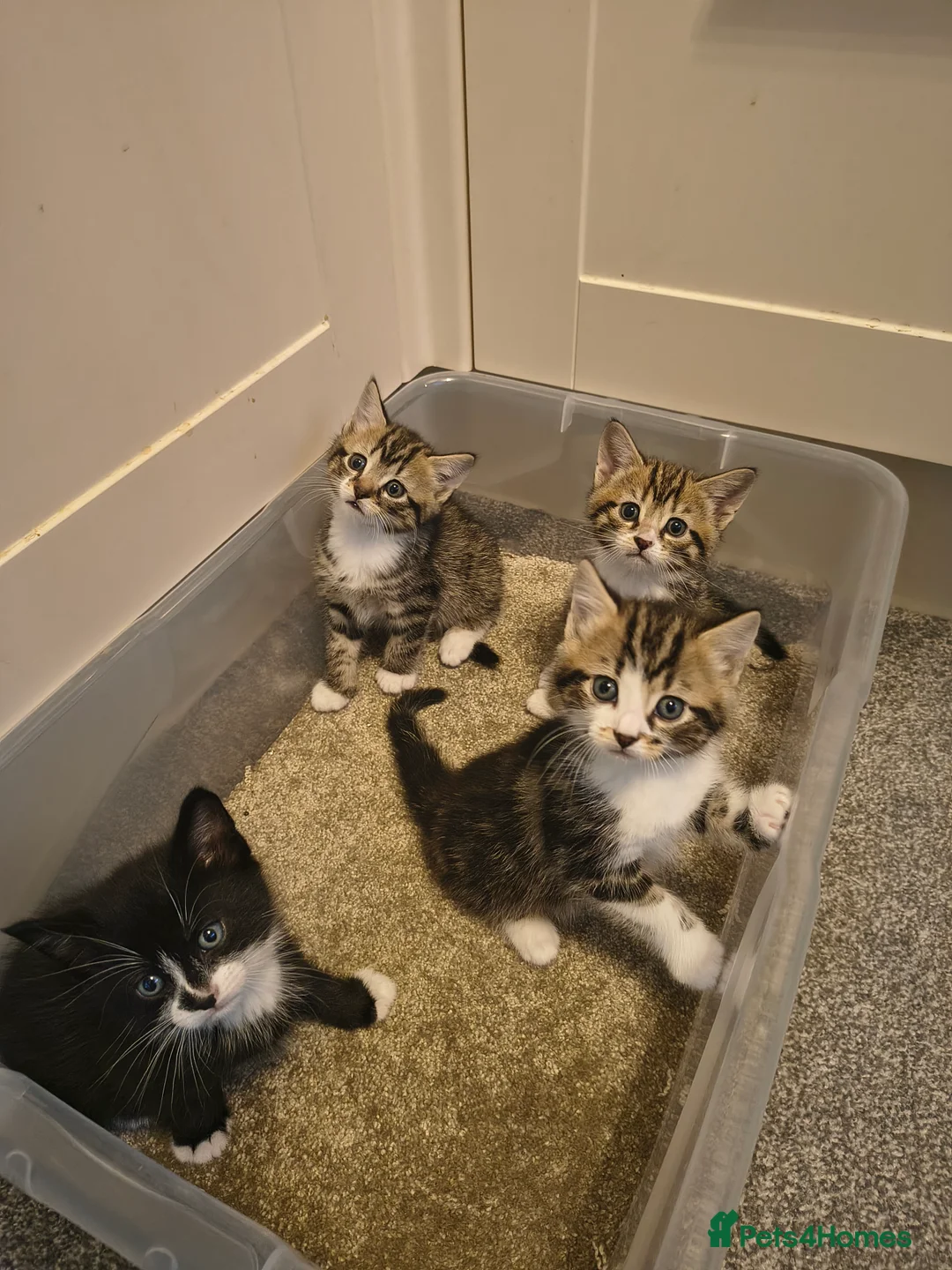 British Shorthair cats for sale: 4 cute kittens are looking for a new owner - Advert 10