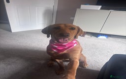 Mixed Breed dogs for sale: Red Fox Lab - Image 1