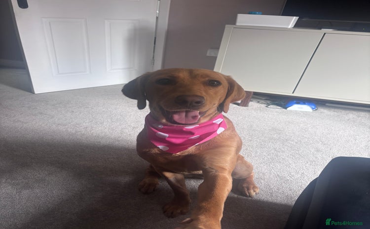 Mixed Breed dogs - Advert 2