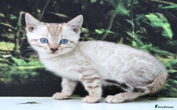 Bengal cats for sale: CUTE SNOW LYNX BENGAL KITTENS (TICA REG) - Image 16