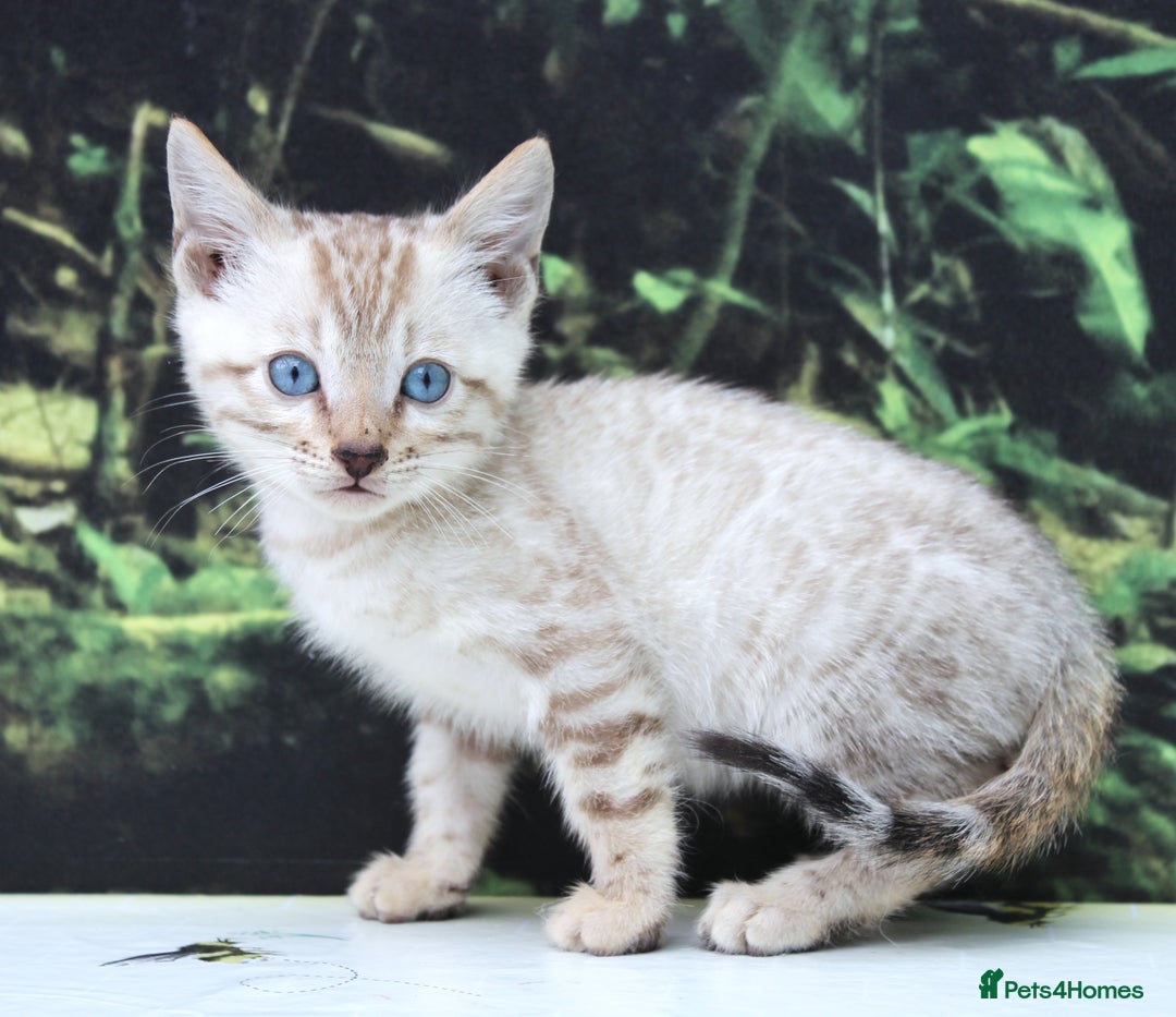Bengal cats for sale: CUTE SNOW LYNX BENGAL KITTENS (TICA REG) - Image 16
