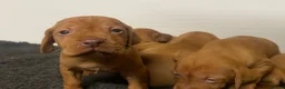 Hungarian Vizsla dogs for sale: Beautiful litter of vizsla’s  - Advert 1