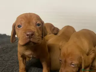 Hungarian Vizsla dogs Beautiful litter of vizsla’s - Advert 7