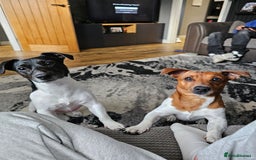 Jack Russell dogs for stud: JRT for mating  - Image 1