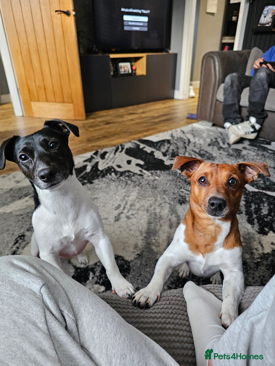 Jack Russell dogs for stud: JRT for mating  - Image 1