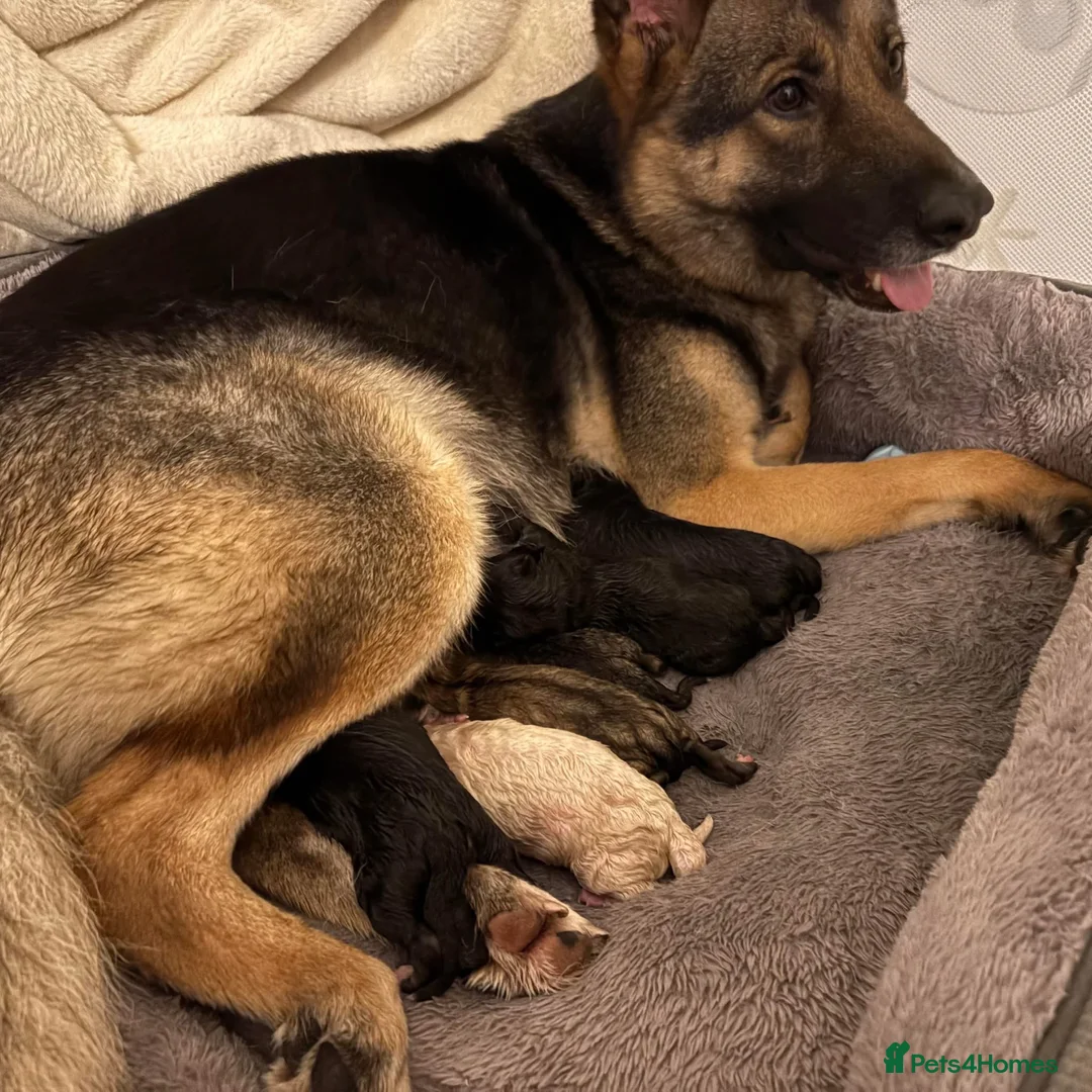 Shepsky dogs for sale: 15 week old pup  - Advert 4