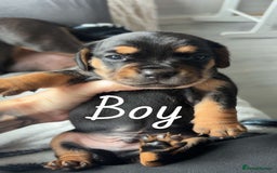 Miniature Dachshund dogs for sale: Beautiful sausage dogs🥰 - Image 3
