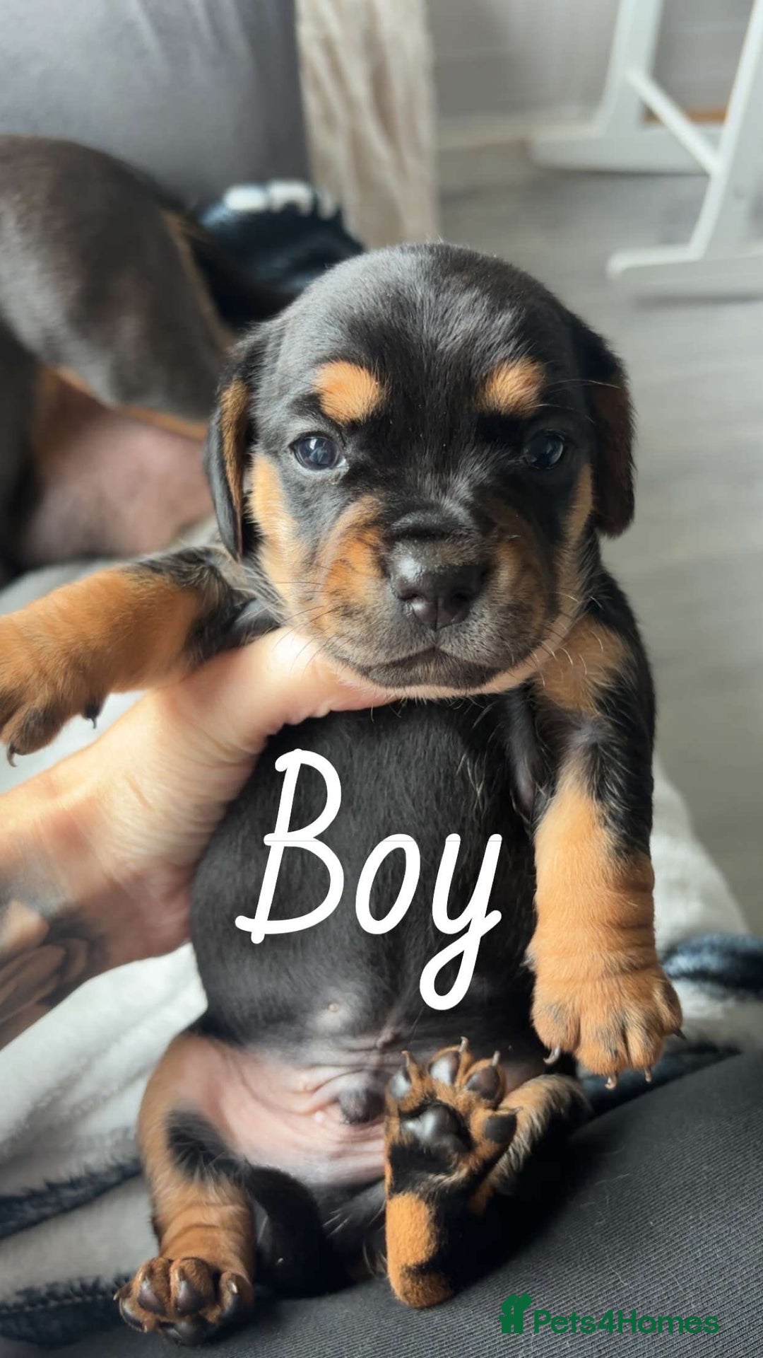 Miniature Dachshund dogs for sale: Beautiful sausage dogs🥰 - Image 3