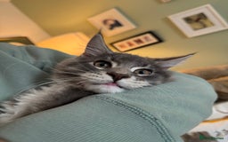 Maine Coon cats for sale: Blue Maine coon boy  - Image 2
