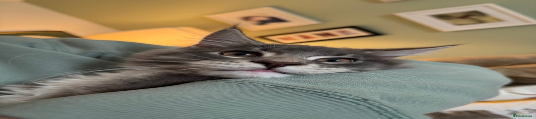 Basil