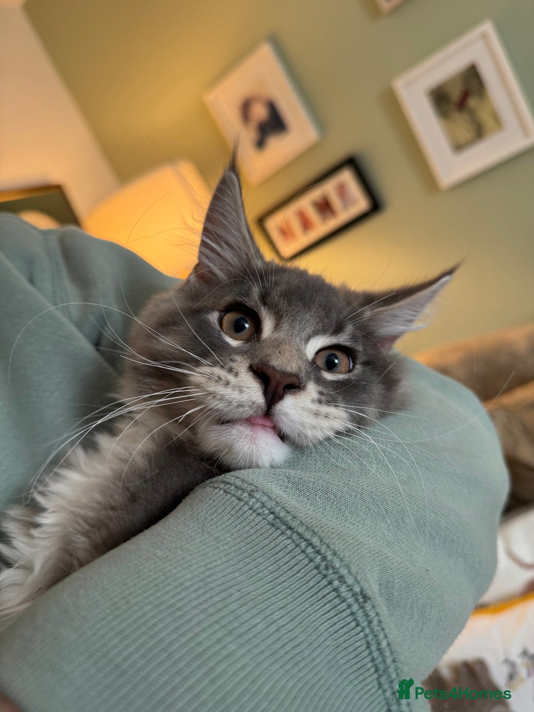 Maine Coon cats for sale: Blue Maine coon boy  - Image 2