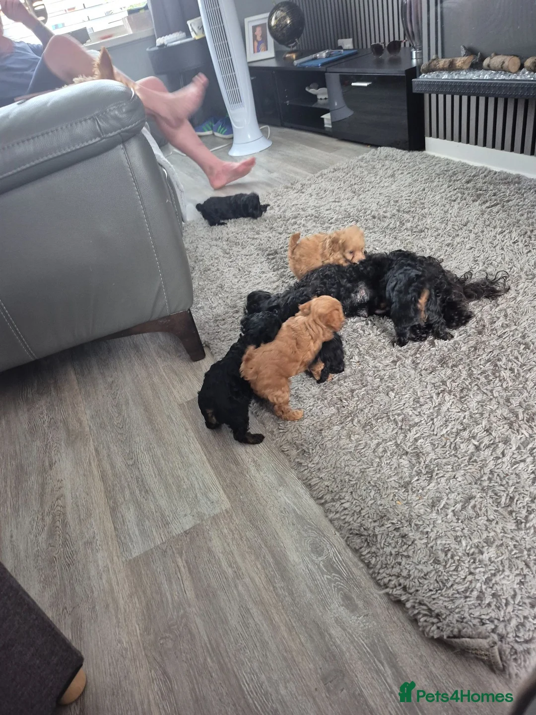 Yorkiepoo dogs for sale: Yorkiepoo  - Advert 2