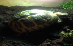 Hermann Tortoise reptiles for sale: Female hermanns tortoise - Image 4