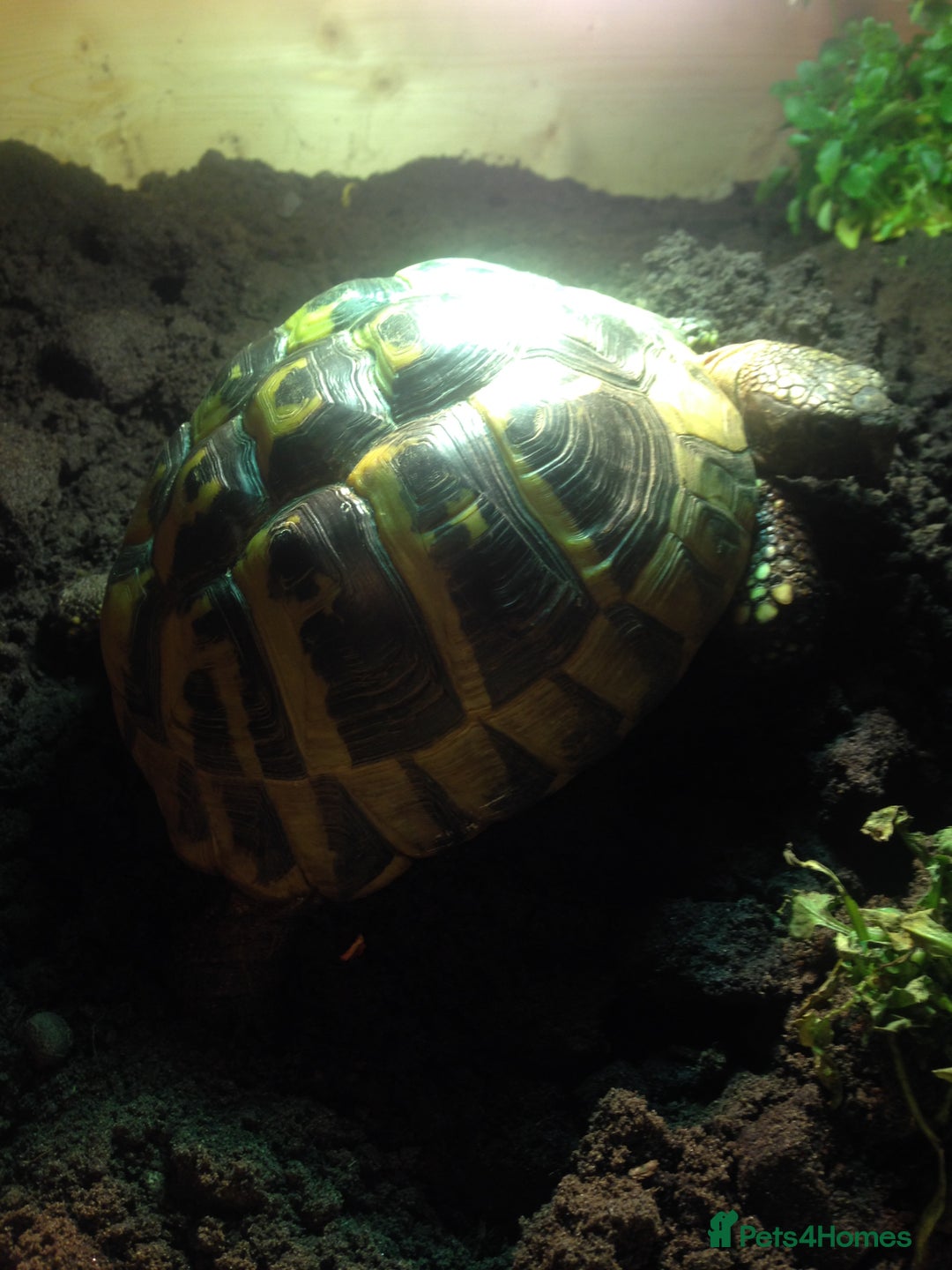 Hermann Tortoise reptiles for sale: Female hermanns tortoise - Image 4