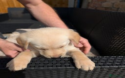 Mixed Breed dogs for sale: Golden Shepherd Puppy female  - Image 5