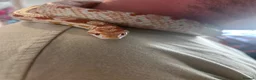 Corn Snake reptiles for sale: Female corn snake  - Advert 4