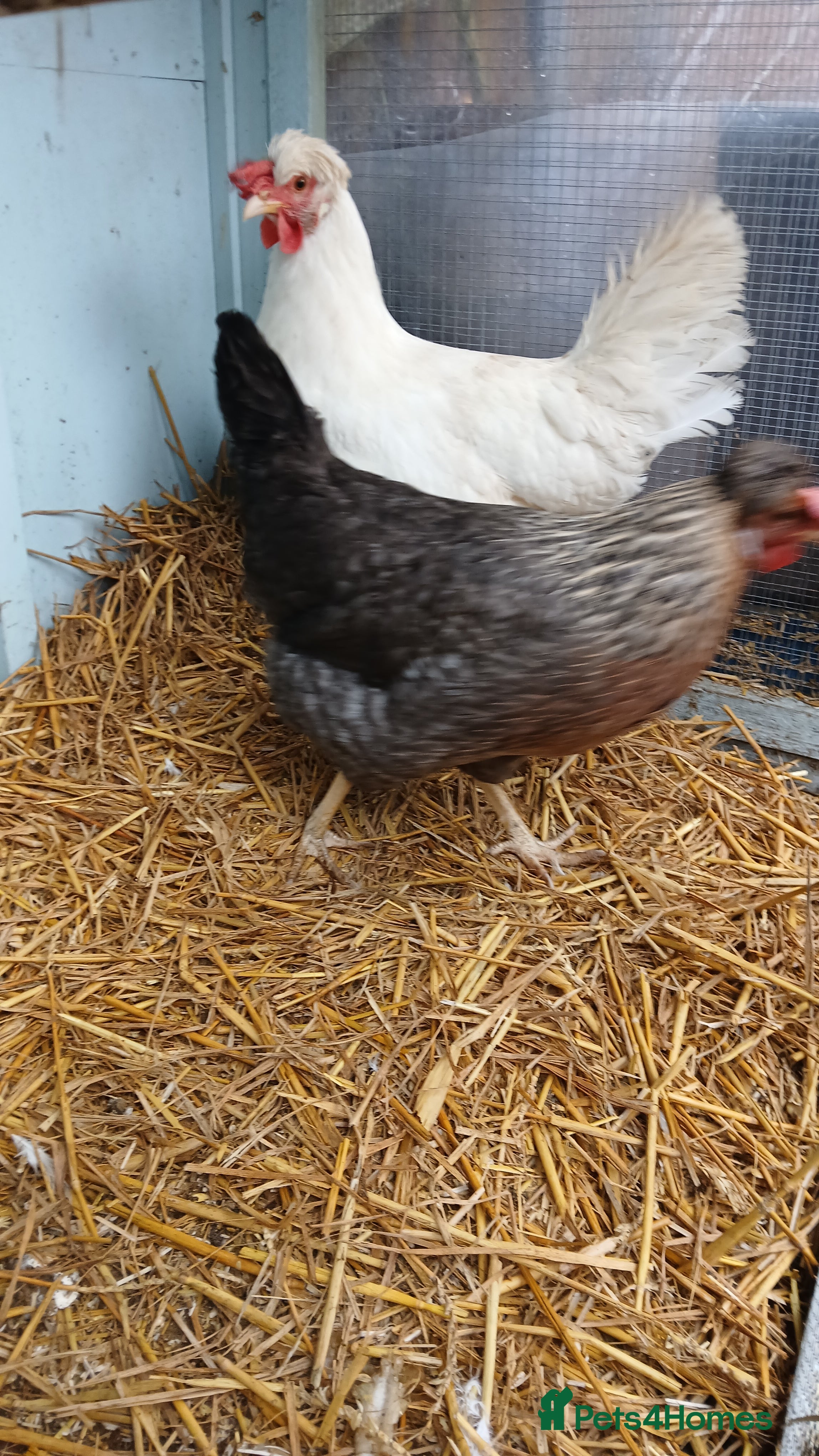 Chickens poultry 2 x crested cream lagbar hens - Advert 12