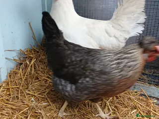 Chickens poultry 2 x crested cream lagbar hens - Advert 12