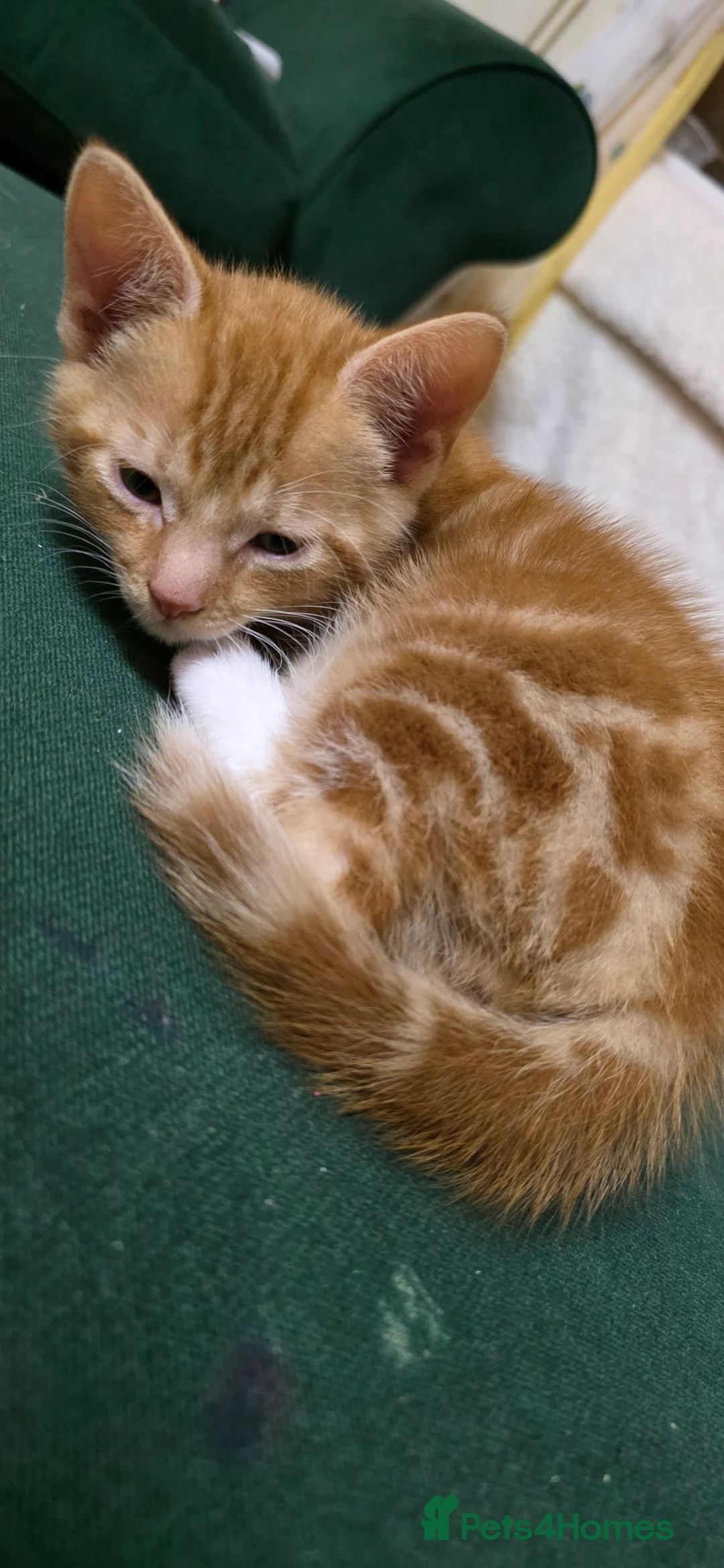 Mixed Breed cats for sale: Adorable Kitten Looking for a New Home - Advert 10