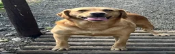 Goldador dogs for sale: Friendly happy healthy Goldador Girl - Advert 5