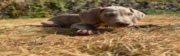 Weimaraner dogs for sale: Handsome male KC Registered Weimaraner pups  - Advert 6