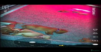 Labrador Retriever dogs - Advert 10