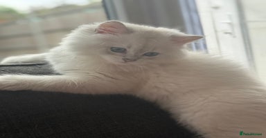 British Longhair cats - Advert 11