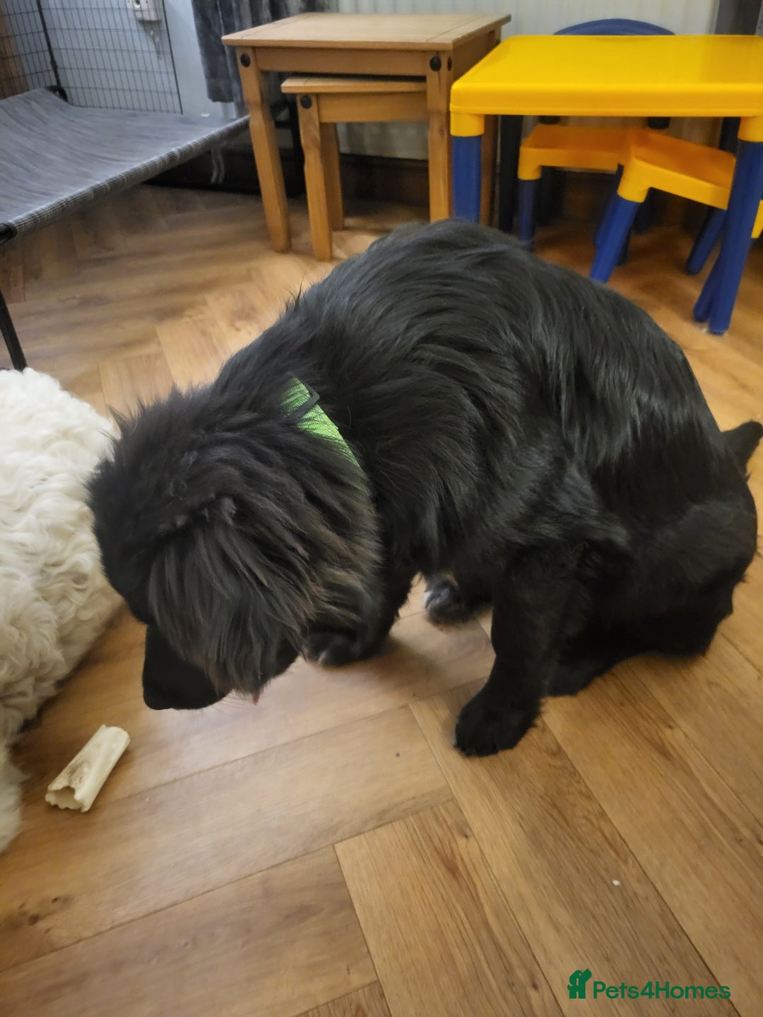 Mixed Breed dogs for adoption: SWEEP  - Advert 3