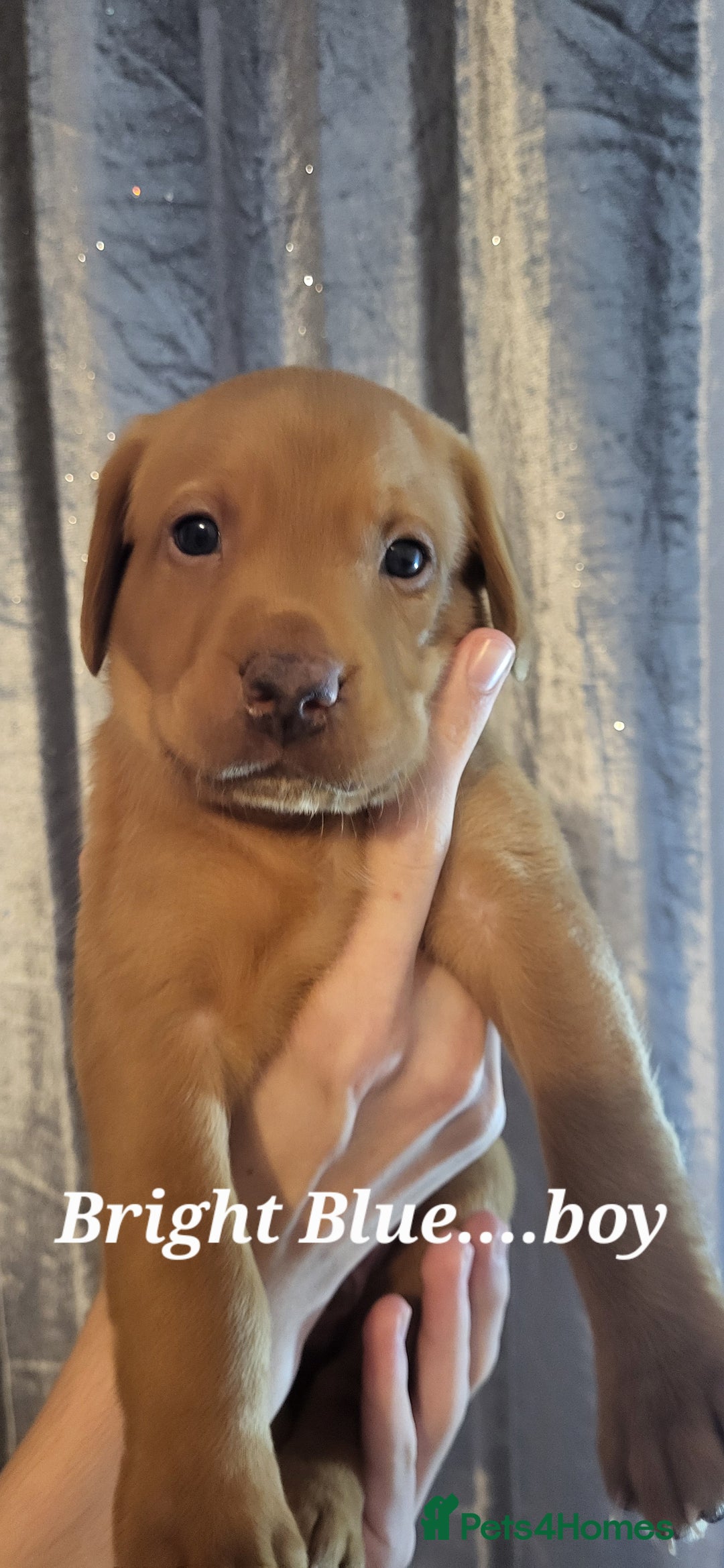 Labrador Retriever dogs for sale: KC LABRADORS - Image 6