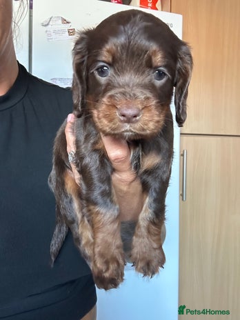 American Cocker Working Cocker Chocolate Merle Cocker Spaniel