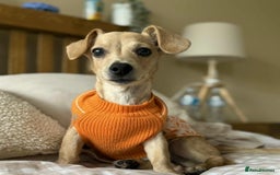 Mixed Breed dogs for adoption: Scout the tiny cuddle monster  - Image 1