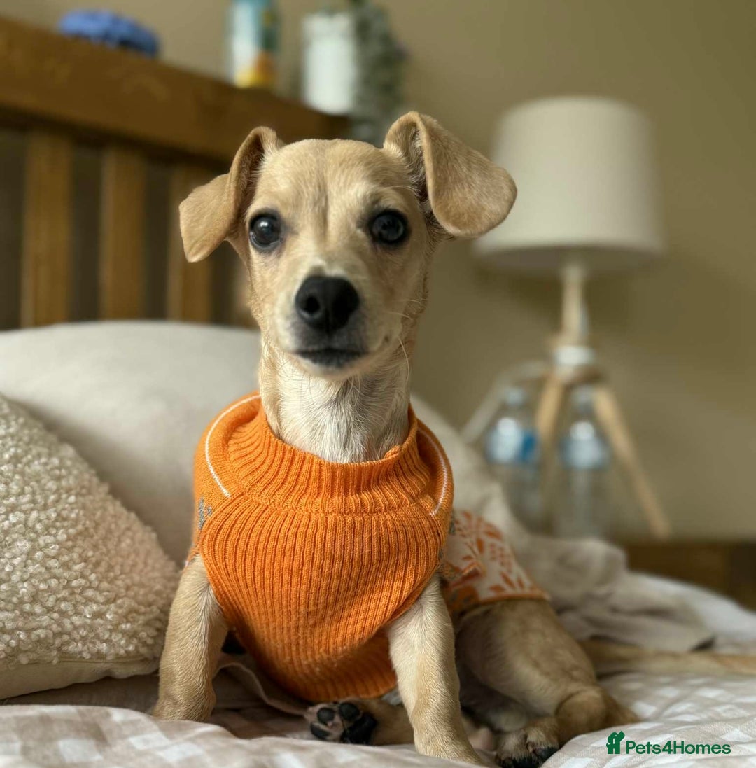 Mixed Breed dogs for adoption: Scout the tiny cuddle monster  - Image 1